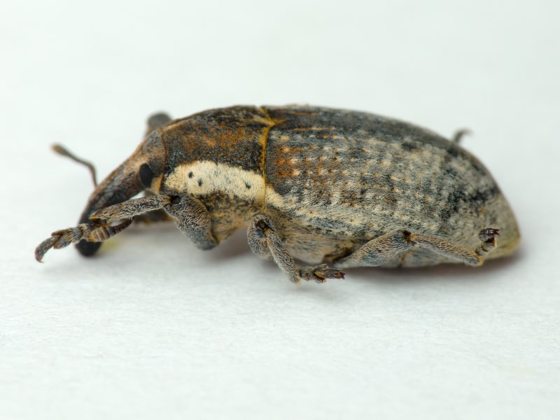 Larinus idoneus Gyllenhal, 1835